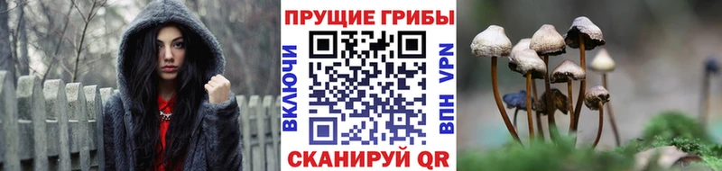 Купить где  Шадринск  Псилоцибиновые грибы Cubensis 